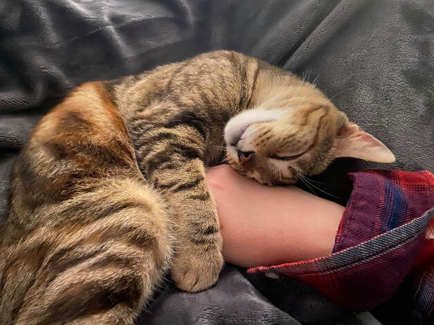 Image description: a brown striped tabby cat with three legs cuddled around my hand. This is my perfect, three-legged cat Myrtle. Just wanted to make sure she made the 